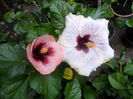 SAM_0266