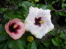 SAM_0264