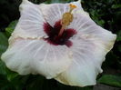 SAM_0263