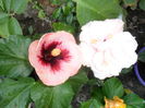 SAM_0259