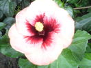 SAM_0253