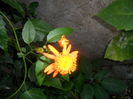 SAM_0252