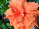 SAM_0250