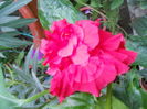 DSCN8750