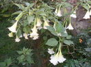SAM_0388