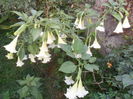 SAM_0386