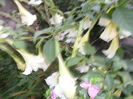 SAM_0383