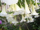 SAM_0382