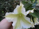 SAM_0367