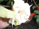 SAM_0345