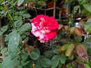 IMG_20150922_094421