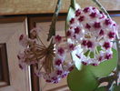 obovata