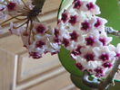 obovata