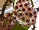obovata