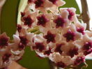 obovata