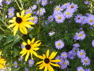 aster si rudbeckia
