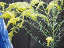 solidago