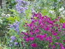 aster Jenny
