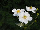 anemone jap. Honorine Jobert