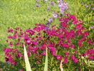 aster Jenny