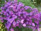 aster Alice Haslam