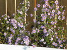 22 sept 077