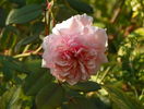 A Shropshire Lad