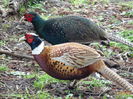 Chinese_Ring_Necked_Pheasant_&_Melanistic_Mutant_Ringneck_Cross_Pheasant_(4482356808)