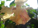 DSC03694