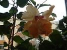 DSC03704
