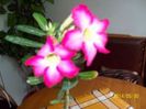 adenium