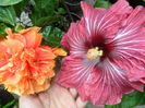 SAM_0425