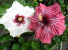 SAM_0424