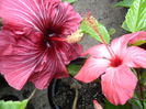SAM_0418
