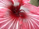 SAM_0412