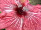 SAM_0411