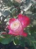 20150718_080057