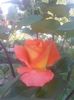 20150718_080131