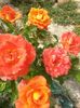 20150724_151243