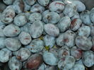 DSCN7902