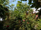 DSCN7919