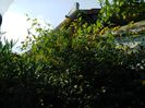 DSCN7921
