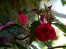 DSCN7958