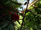 DSCN7960