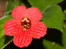 DSCN7966