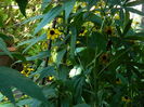 DSCN7967