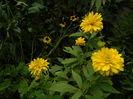 DSCN8003