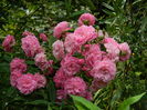 DSCN8014