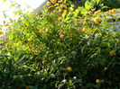 DSCN8016