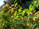 DSCN8017